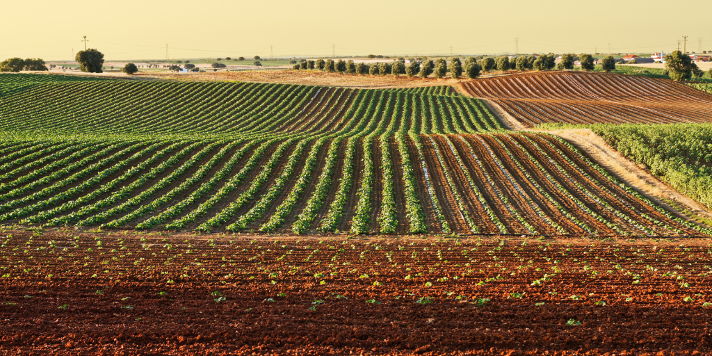 Twitter e sito - Campi agricoli_